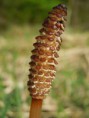 /album/galerie-photos/equisetum-arvense-fertile-jpg/